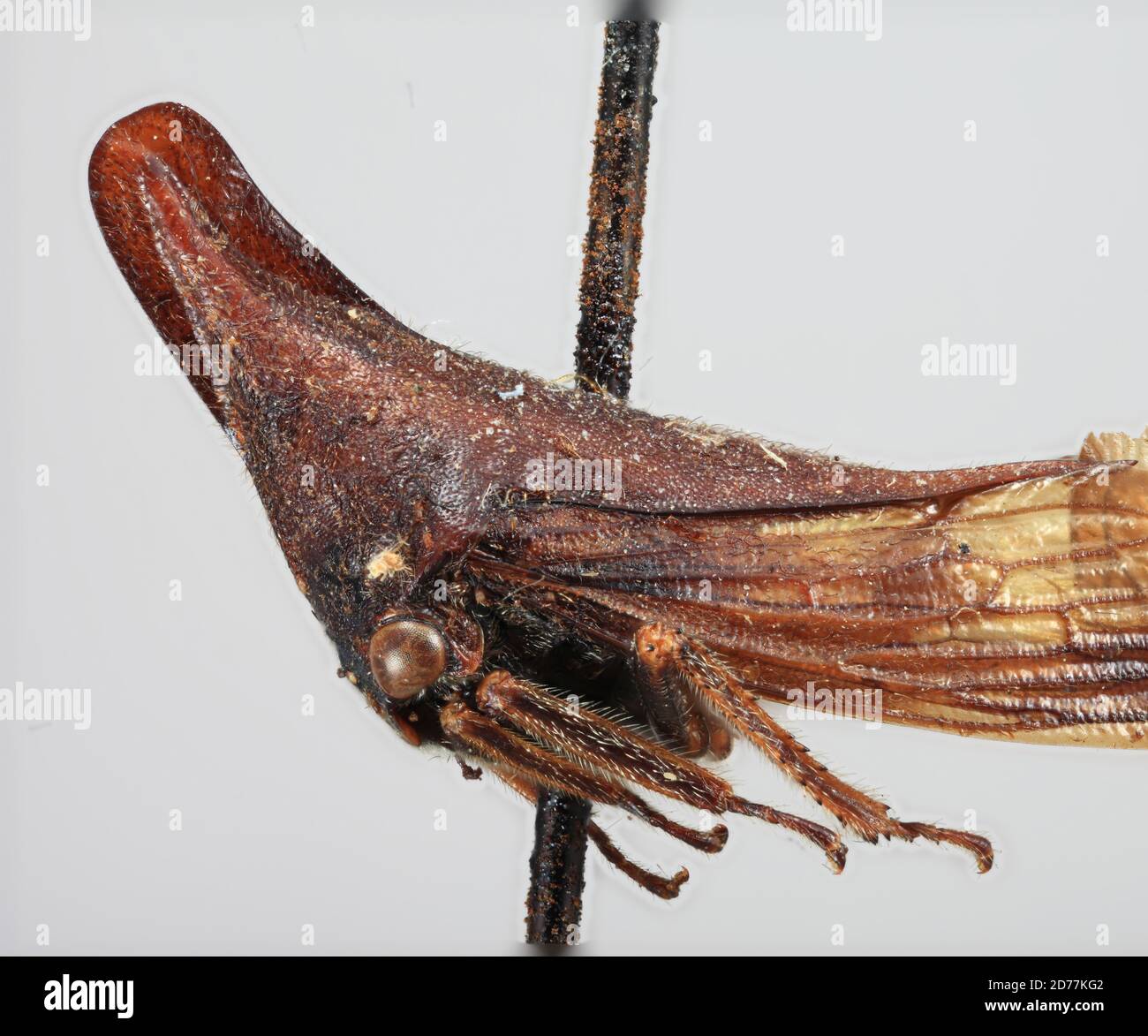 St. Petersburg, Pinellas, Florida, United States, Aconophora laminata ...