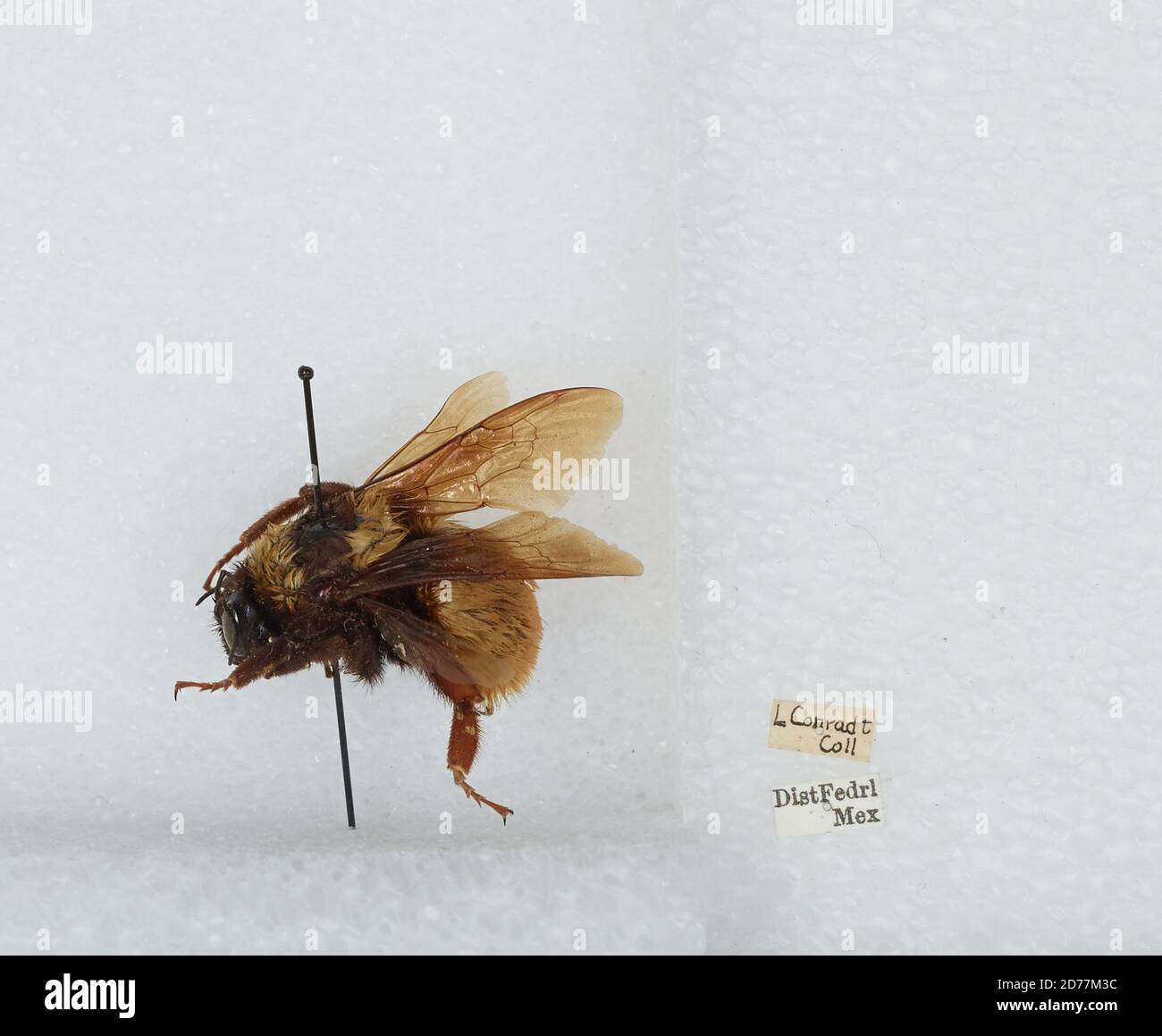 Distrito Federal, Mexico, Bombus (Brachycephalobombus) haueri