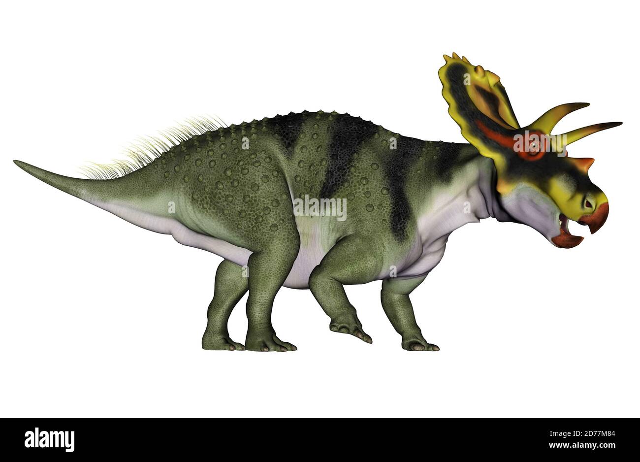 Genus of herbivorous ceratopsid Cut Out Stock Images \u0026 Pictures - Alamy, image size:1300x938