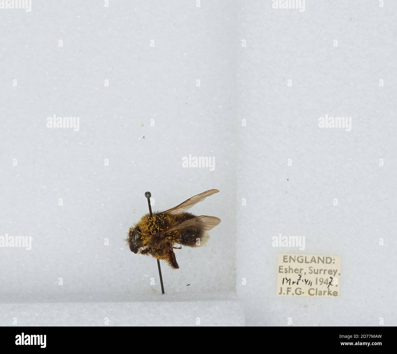 Maw Insect Esher, Elmbridge, Surrey, United Kingdom, Bombus (Megabombus) hortorum ...