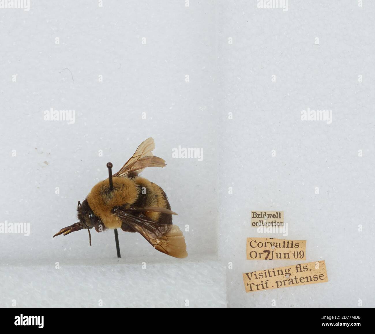 Oregon Bi Insect Corvallis, Benton, Oregon, United States, Bombus (Separatobombus ...