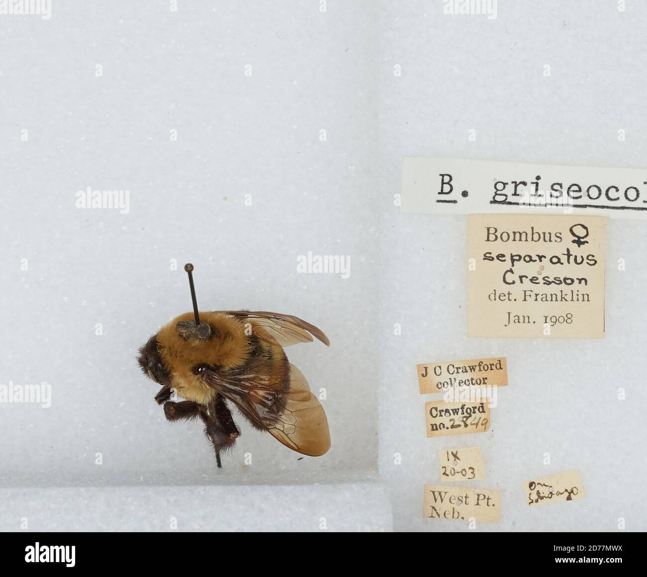 West Point, Cuming, Nebraska, United States, Bombus (Separatobombus