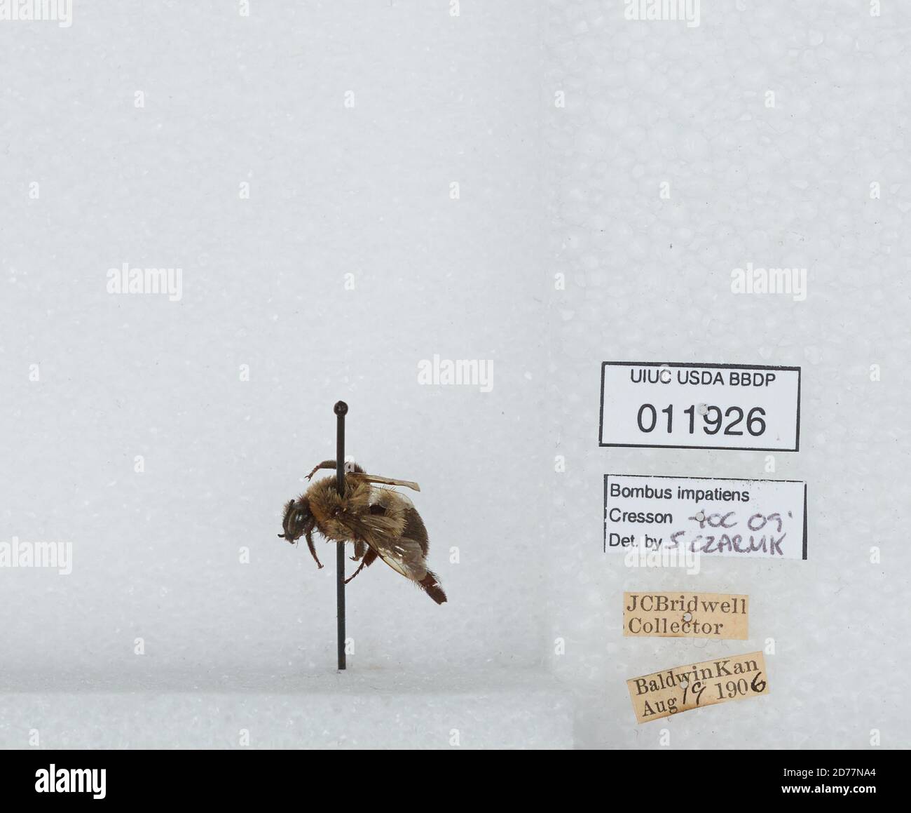 Baldwin, Douglas, Kansas, United States, Bombus (Pyrobombus) impatiens ...