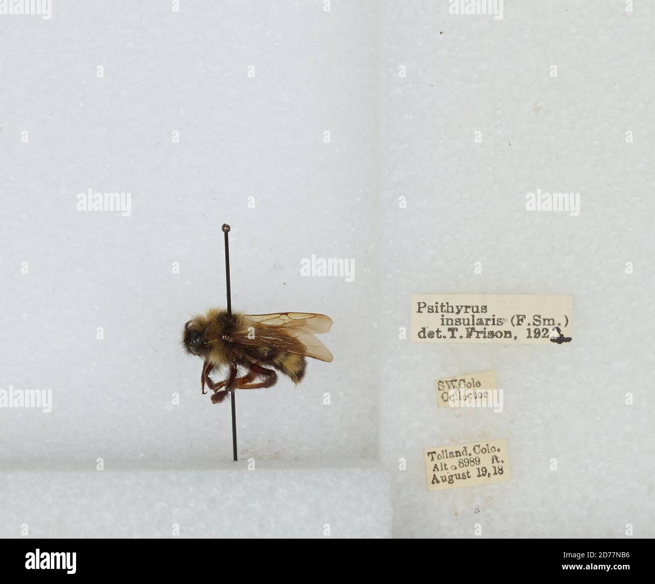 Tolland, Gilpin, Colorado, United States, Bombus (Psithyrus) insularis ...