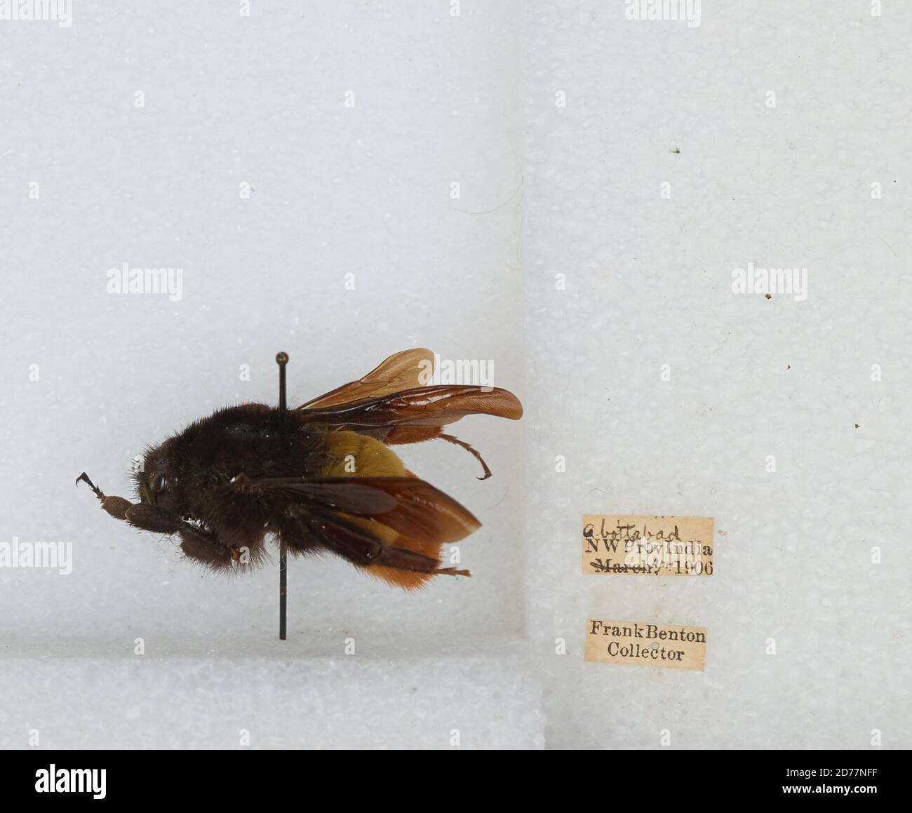 Abbottabad, Khyber Pakhtunkhwa, Pakistan, Bombus (Orientalibombus ...