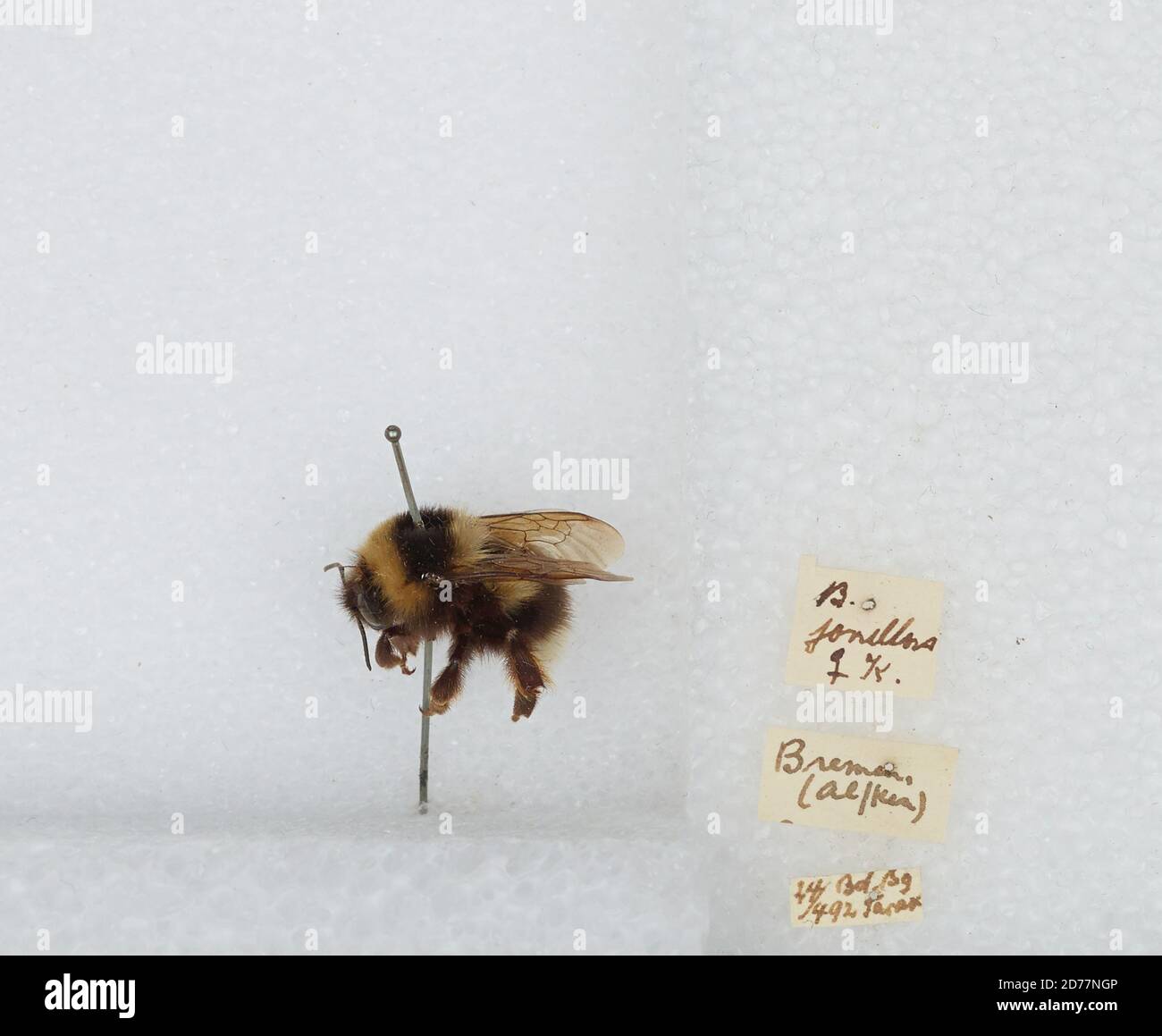 Bombus (Pyrobombus) jonellus (Kirby), Animalia, Arthropoda, Insecta, Hymenoptera, Apidae, Apinae Stock Photo