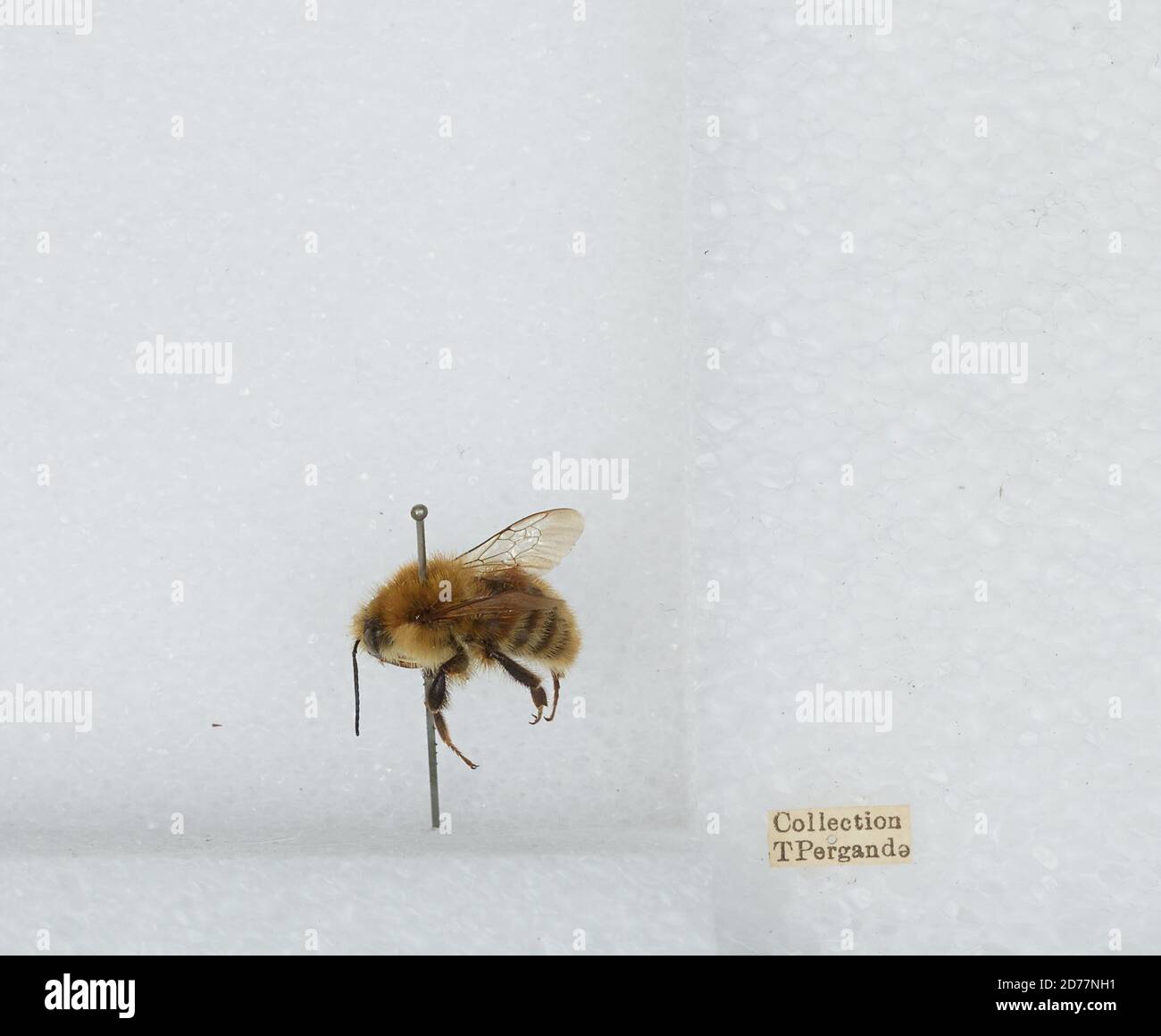 Bombus Humilis Illiger – Bombus Humilis Femelle – OIJXJA