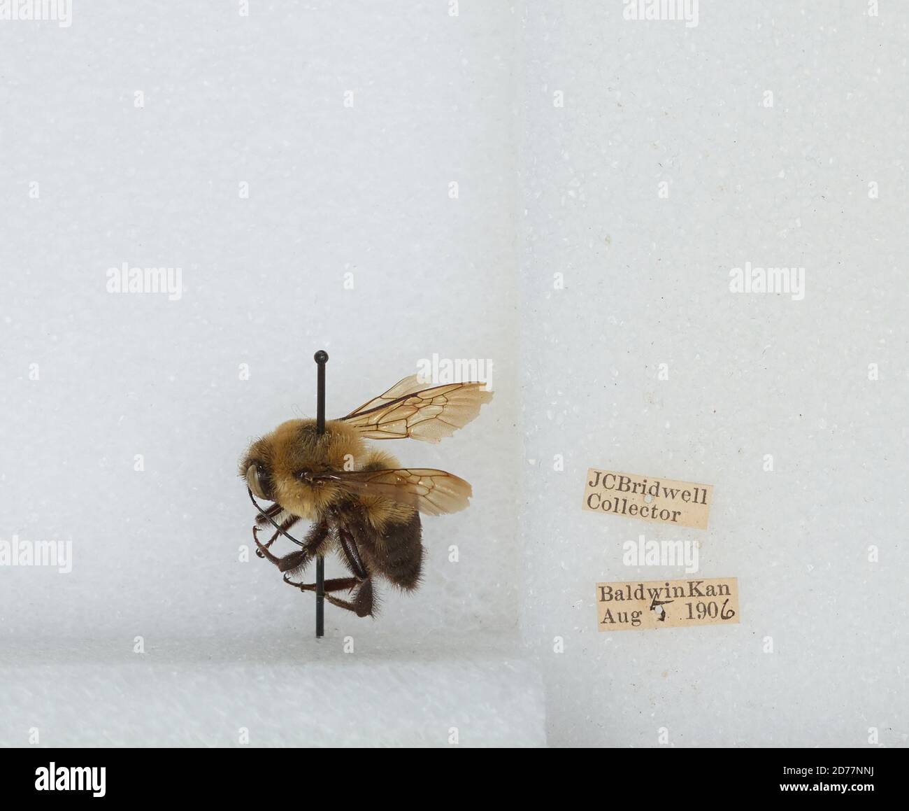 Baldwin, Douglas, Kansas, United States, Bombus (Separatobombus ...