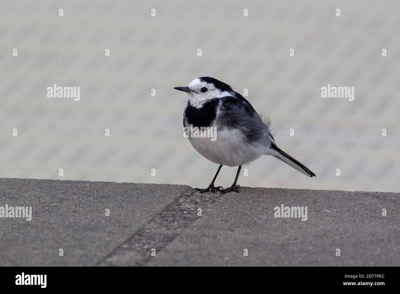 Profile of Pied Wagtail Standing Stock Photo