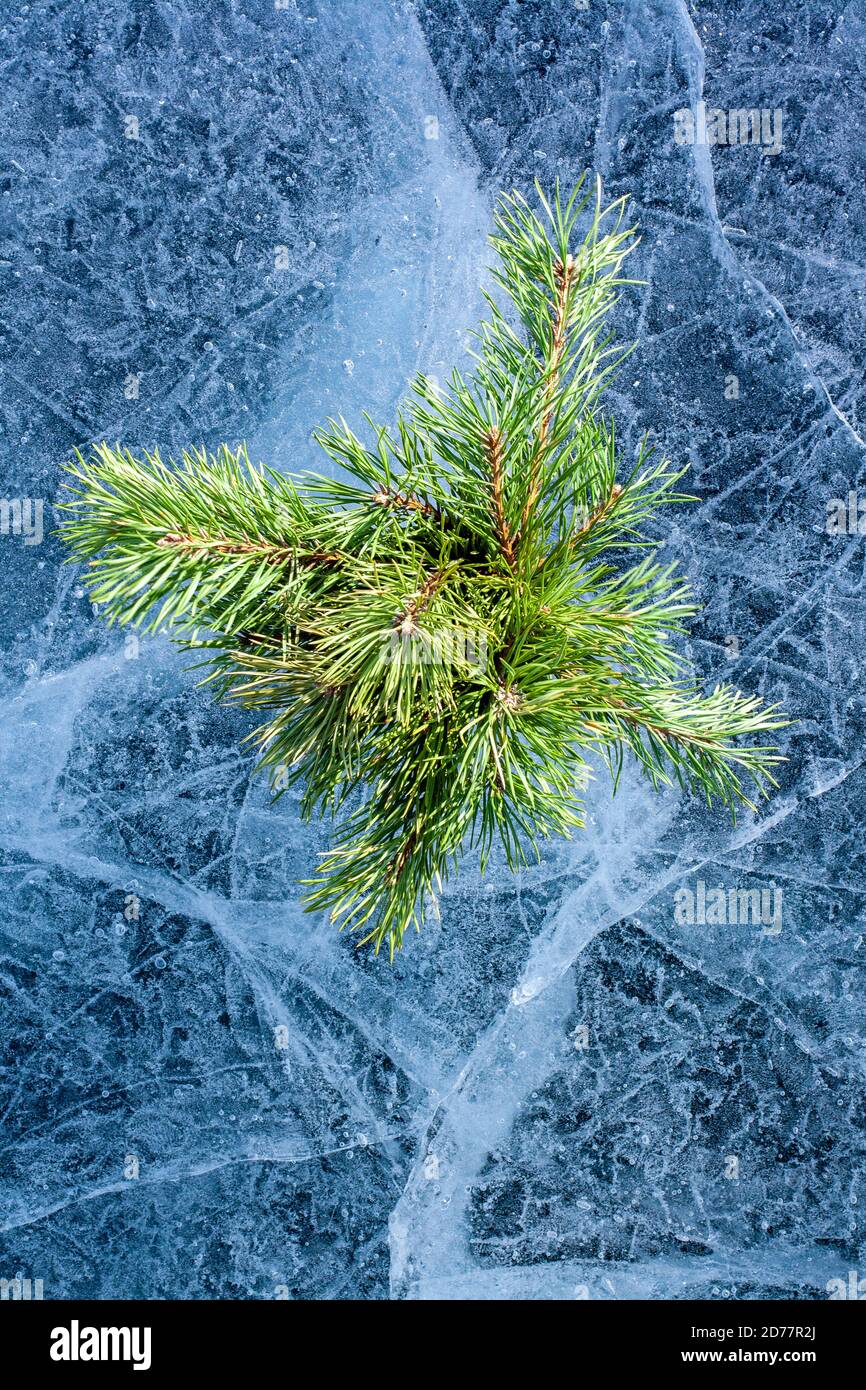 Amazing ice with patterns and pine twigs in the style of a flat lay. A lot of cracks and air bubbles. Coniferous twigs for winter decoration. Vertical Stock Photo