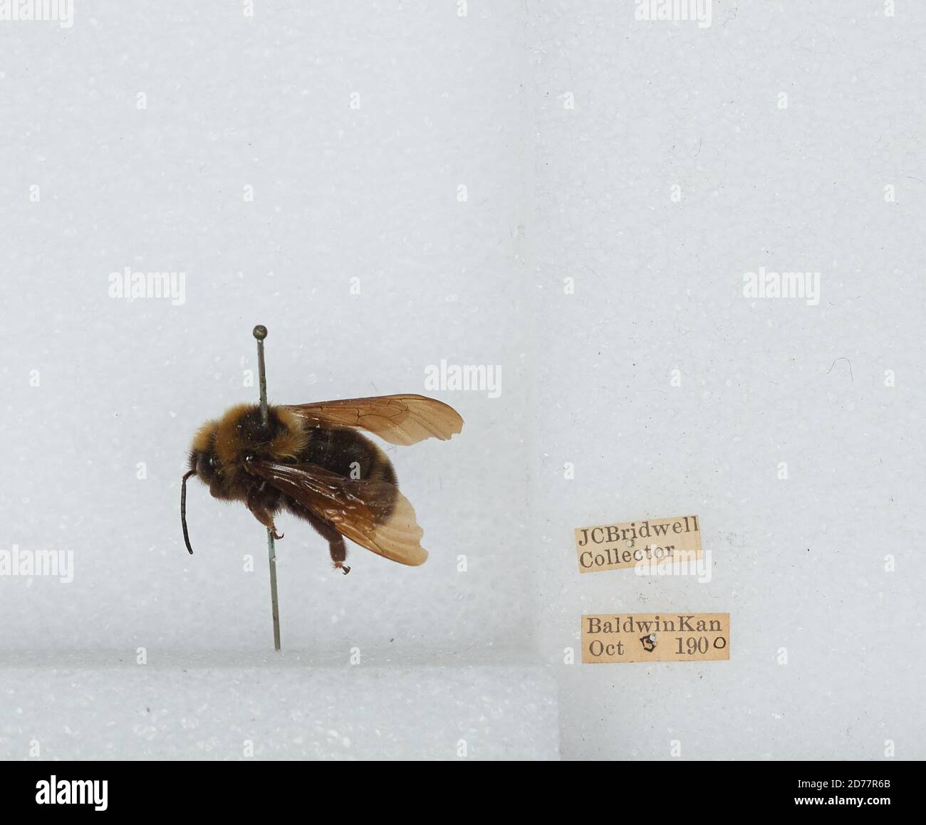 Baldwin, Douglas, Kansas, United States, Bombus (Fervidobombus ...