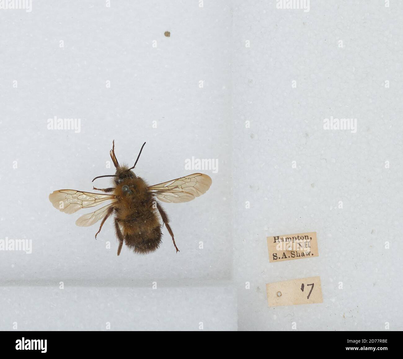 Hampton, Rockingham, New Hampshire, United States, Bombus (Pyrobombus ...