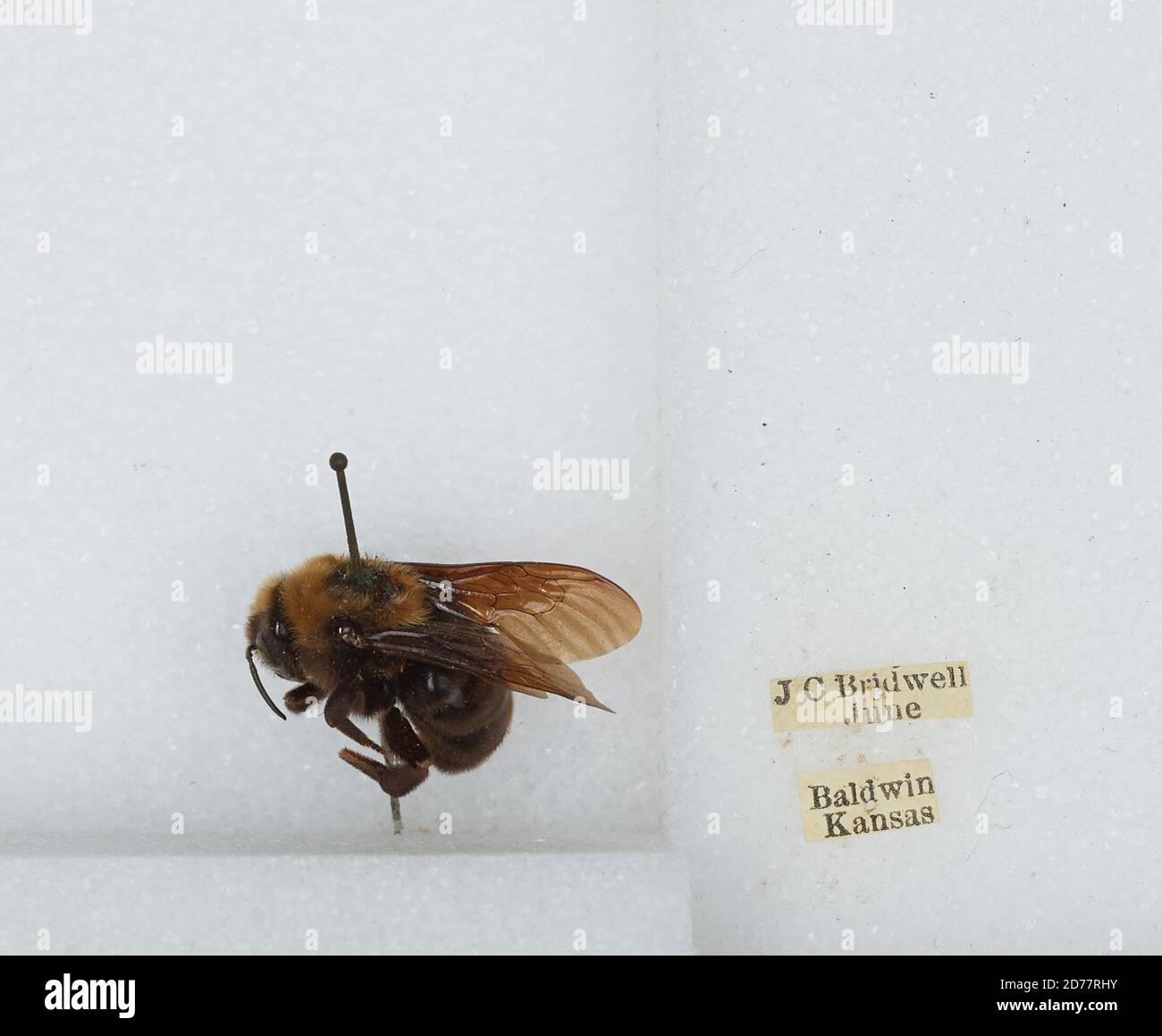Baldwin, Douglas, Kansas, United States, Bombus (Fervidobombus ...