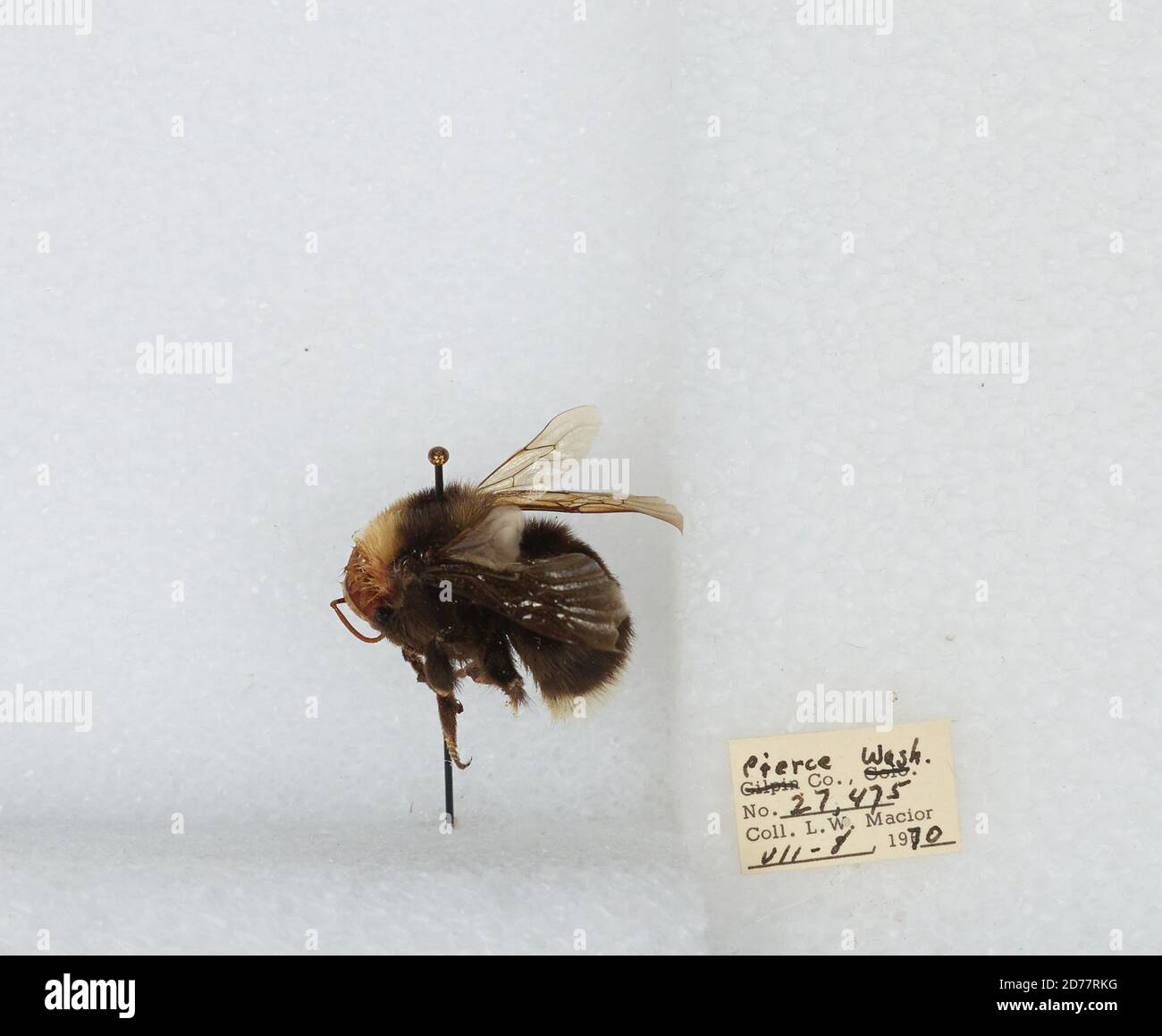 Pierce, Washington, United States, Bombus (Bombus) occidentalis Greene ...