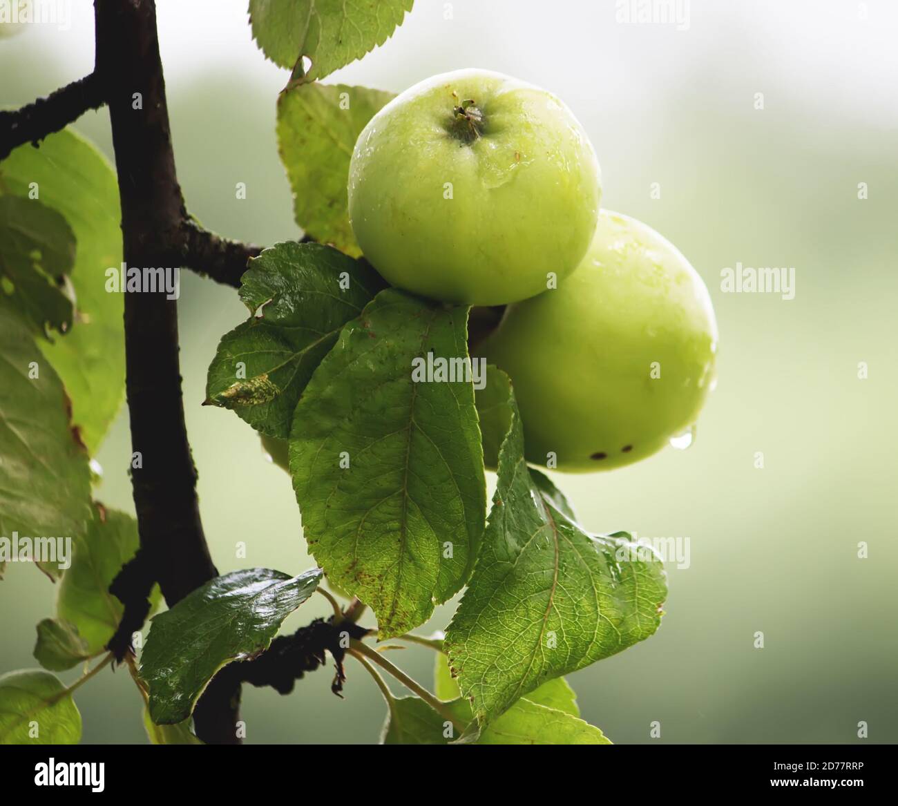 Ripe apples on tree branch in the autumn garden Stock Photo - Alamy