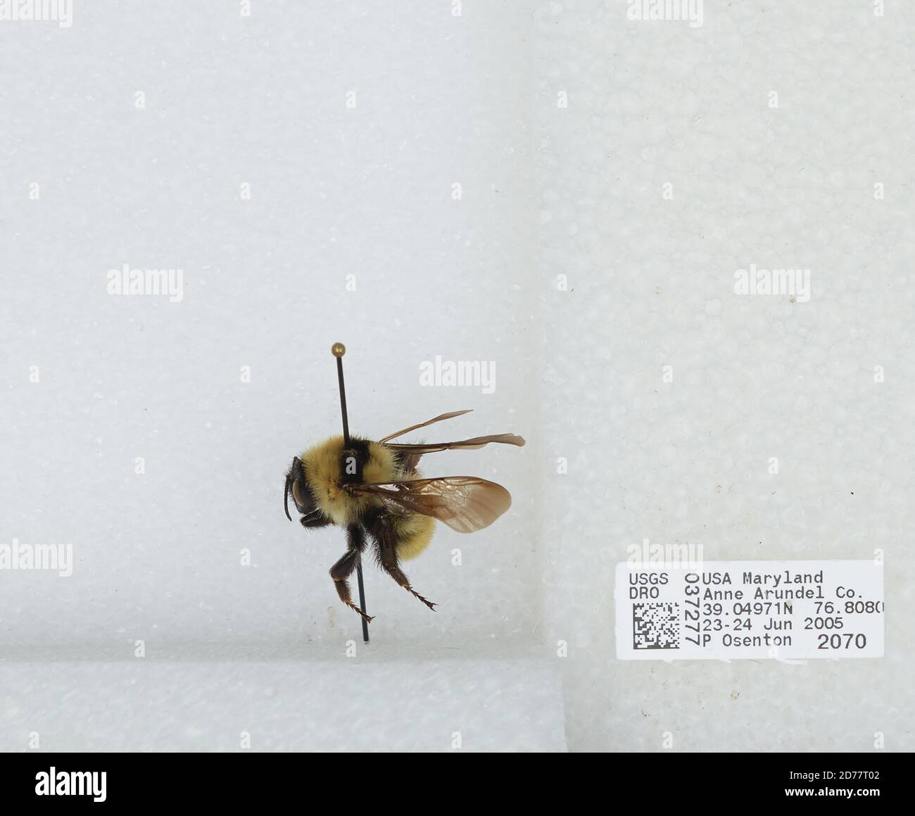 Errandel Insect Anne Arundel, Maryland, United States, Bombus (Fervidobombus) fervidus ...