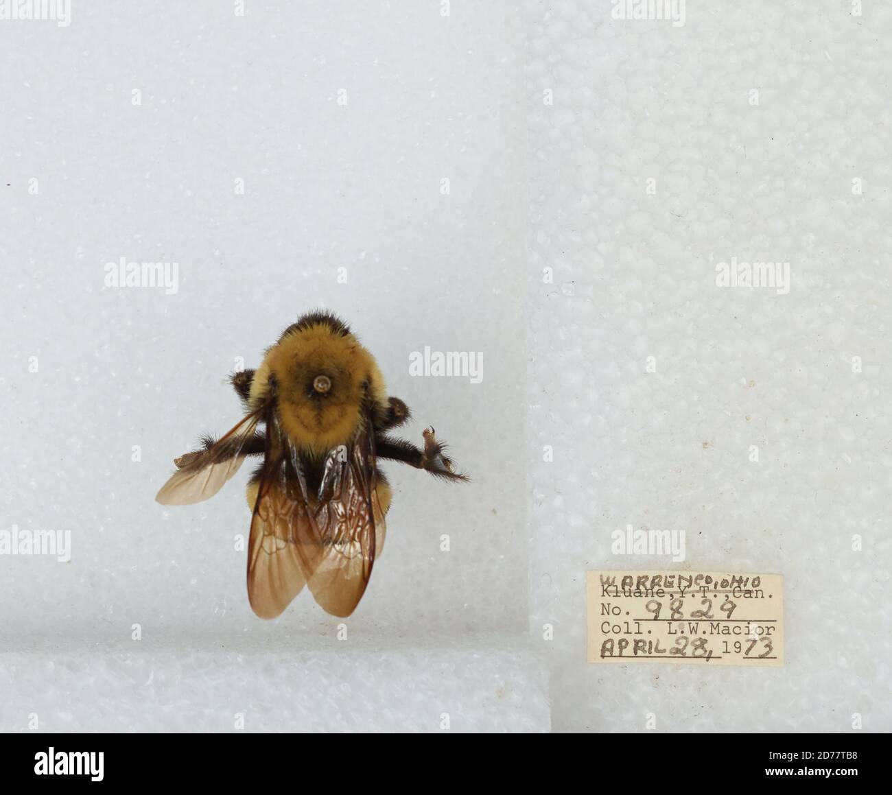 Warren, Ohio, United States, Bombus (Bombus) affinis Cresson, Animalia ...