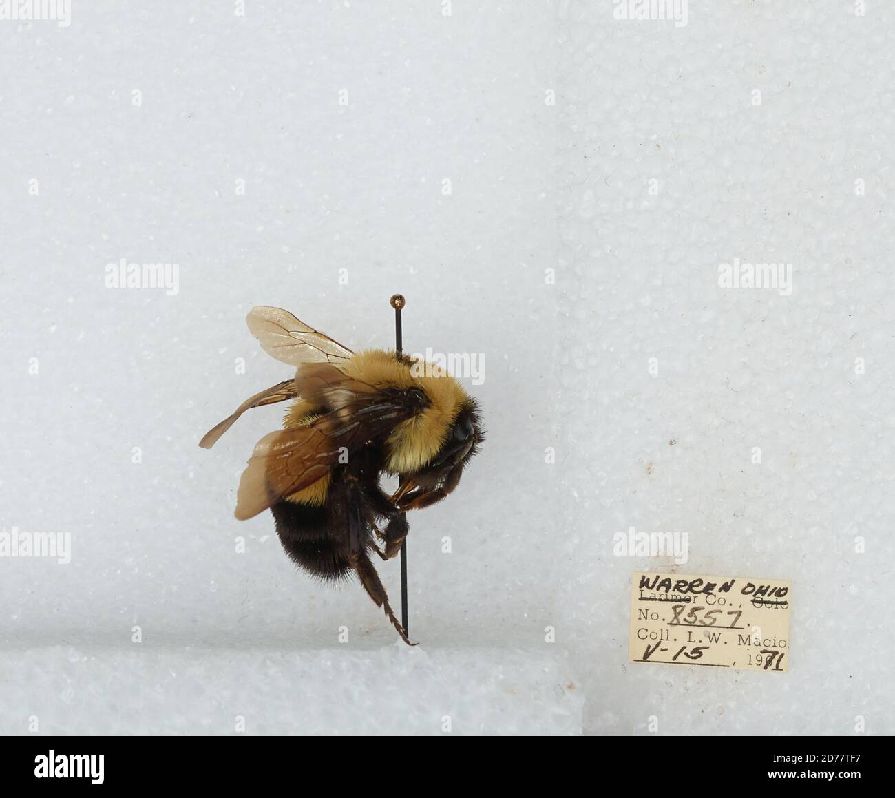 Warren, Ohio, United States, Bombus (Bombus) affinis Cresson, Animalia ...