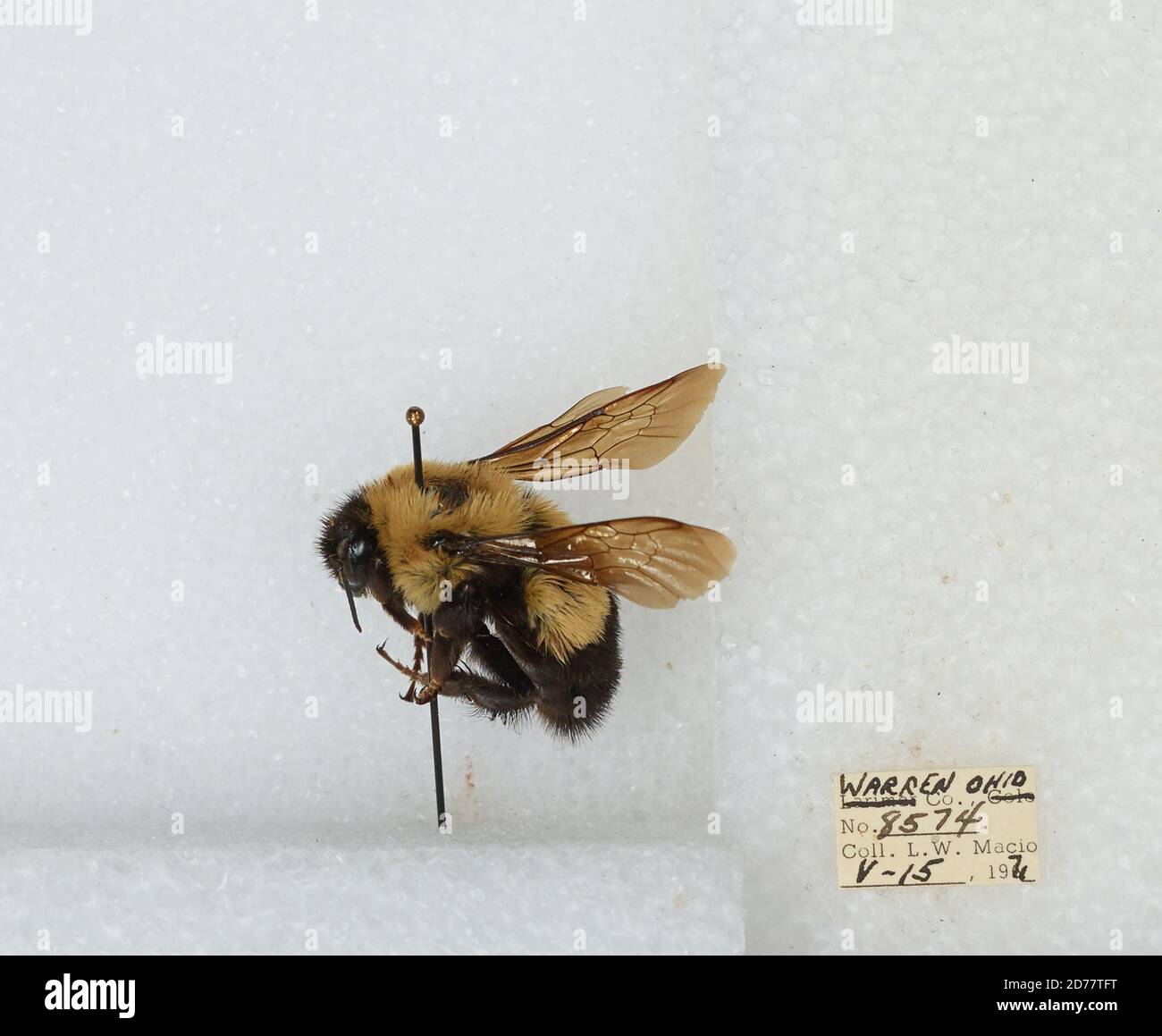 Warren, Ohio, United States, Bombus (Bombus) affinis Cresson, Animalia ...