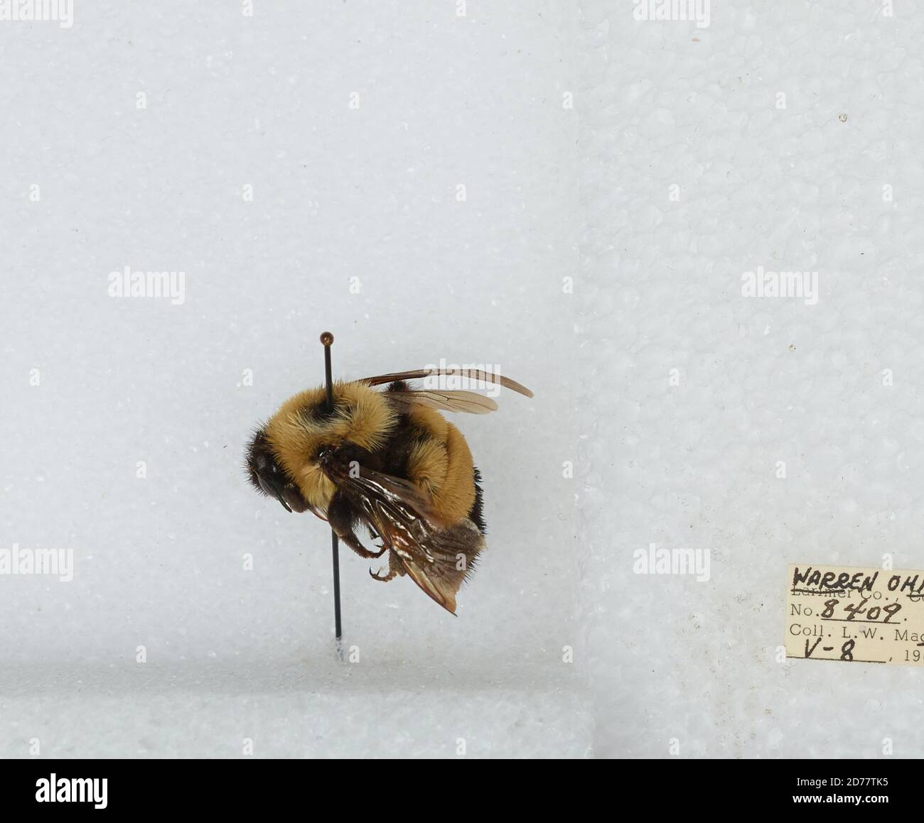 Warren, Ohio, United States, Bombus (Bombus) affinis Cresson, Animalia ...