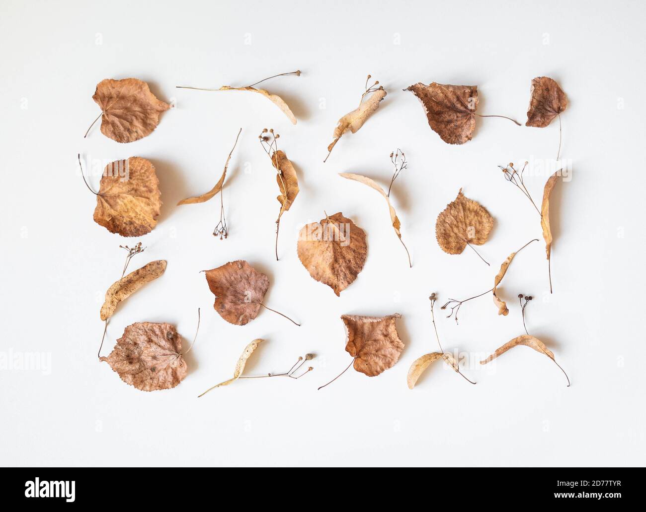 Autumn composition. Dried linden leaves and flowers on a white background. Autumn, fall, Thanksgiving day concept. Flat lay, top view, copy space Stock Photo
