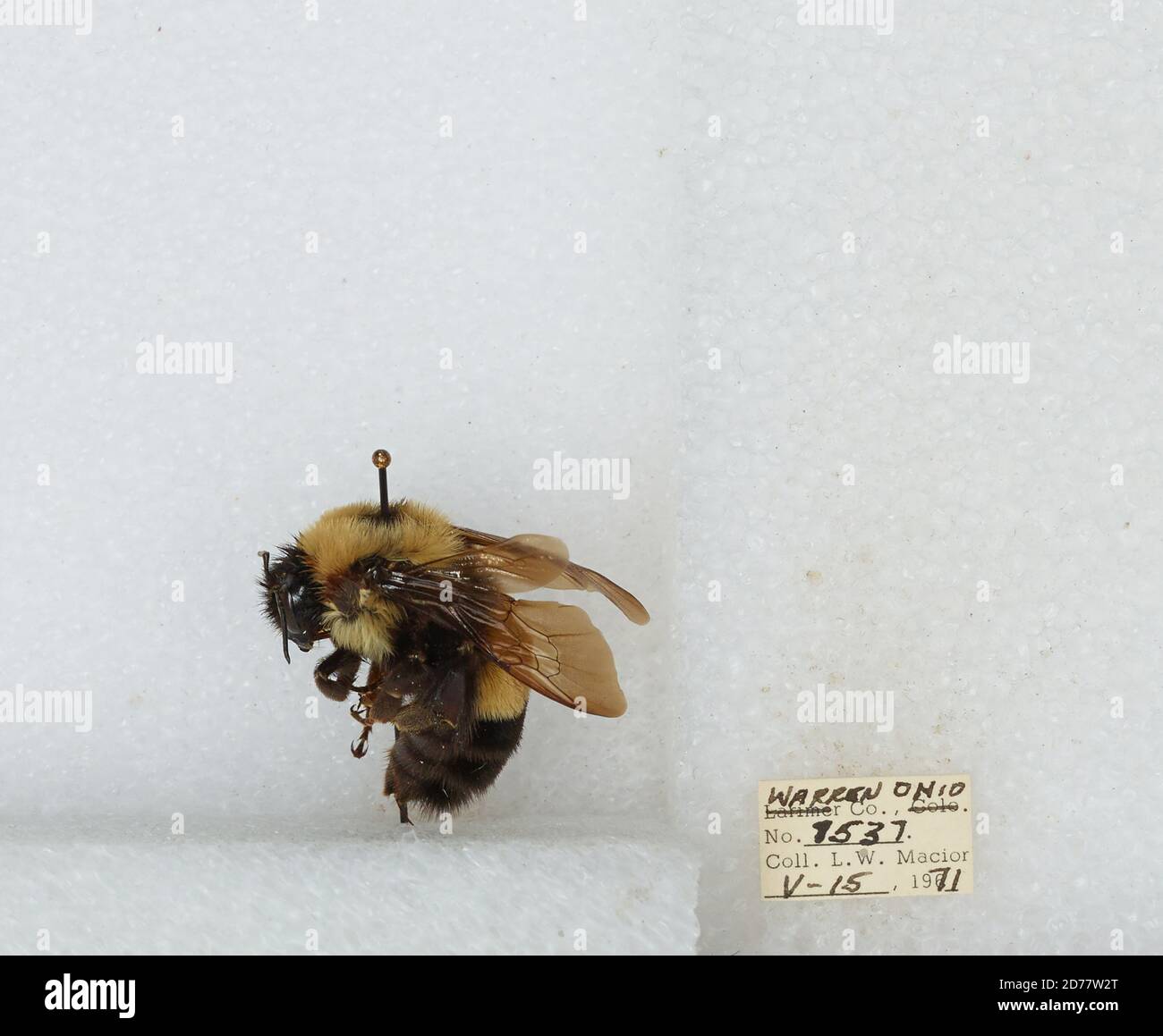 Warren, Ohio, United States, Bombus (Bombus) affinis Cresson, Animalia ...