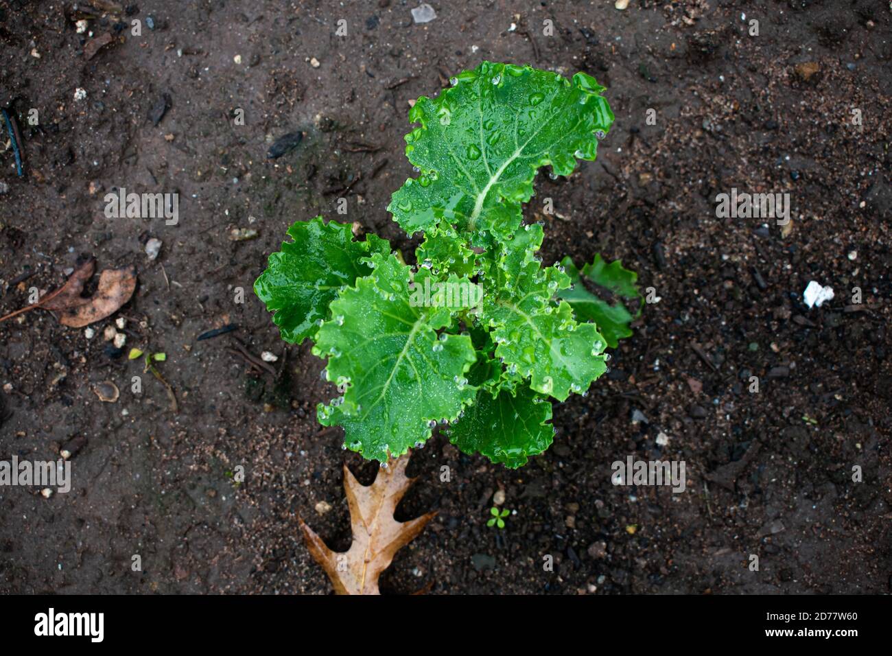 Baby Scarlet Kale Growing and Maturing in a Garden Stock Photo