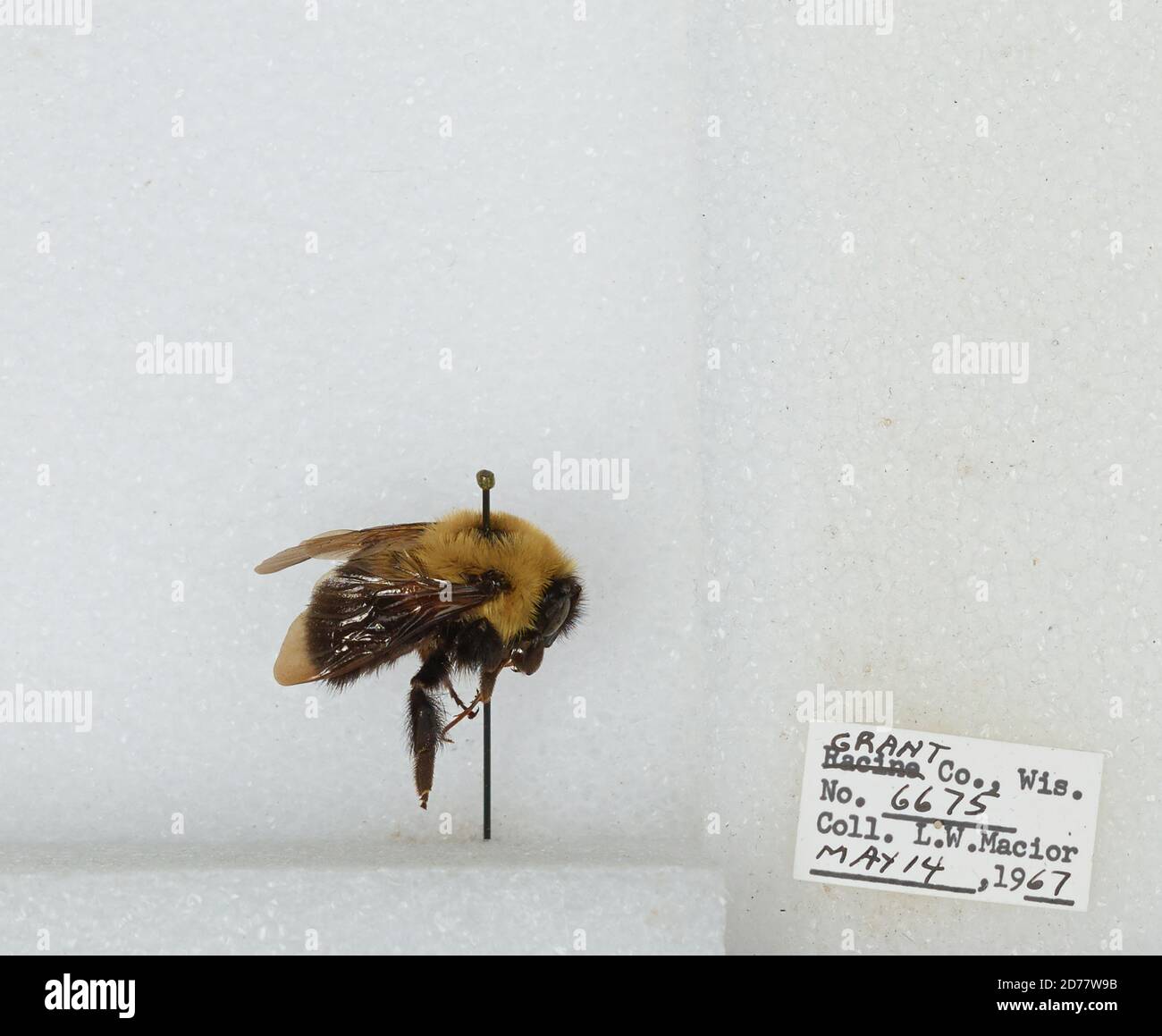 Grant, Wisconsin, United States, Bombus (Pyrobombus) bimaculatus ...