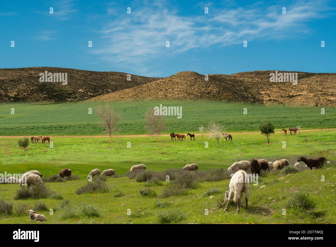 Desert Agriculture Livestock farming Goats and sheep herding Photographed in the Negev Desert, Israel Stock Photo