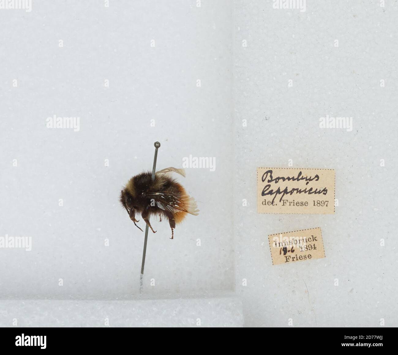 Innsbruck, Tyrol, Austria, Bombus (Pyrobombus) lapponicus lapponicus (Fabricius), Animalia, Arthropoda, Insecta, Hymenoptera, Apidae, Apinae Stock Photo