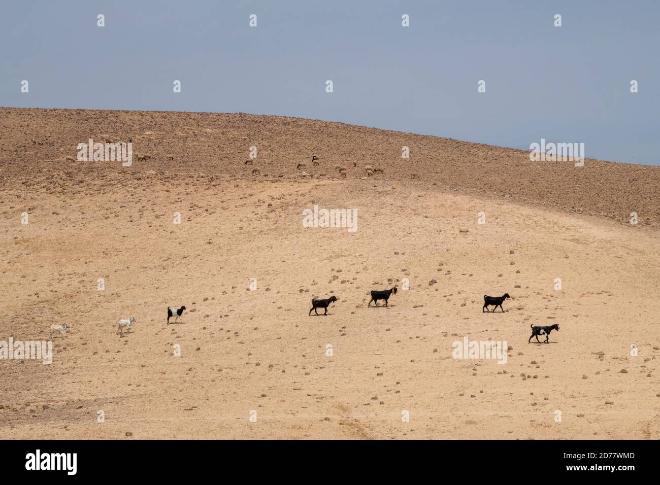 Desert Agriculture Livestock farming Goats and sheep herding Photographed in the Negev Desert, Israel Stock Photo