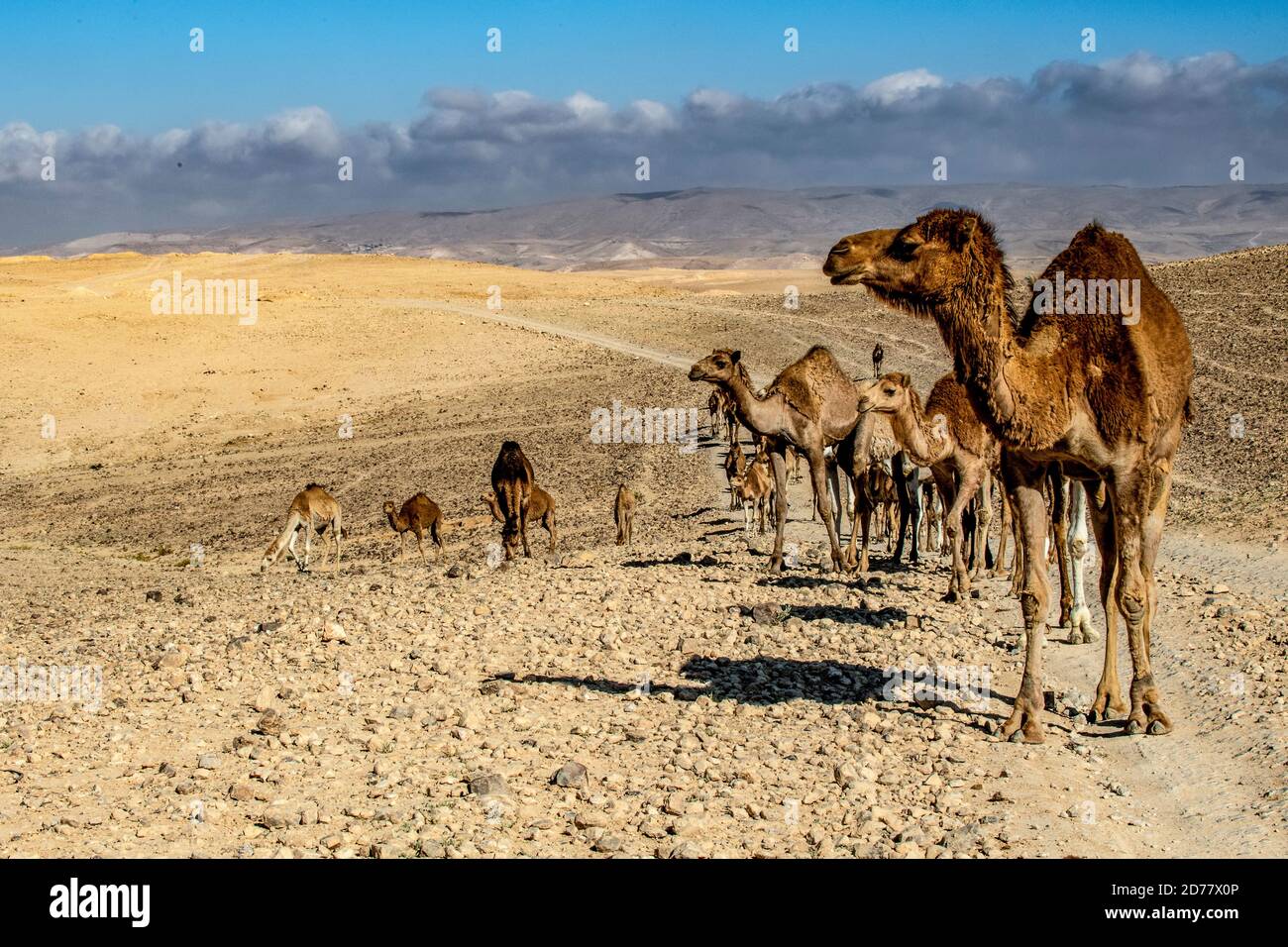 Desert Agriculture A heard of camels Photographed in the Negev Desert