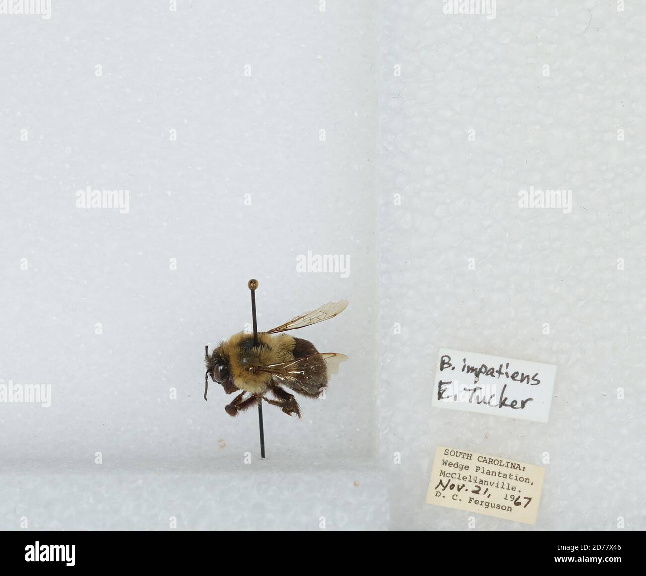 Wedge Plantation, McClellanville, Charleston, South Carolina, United States, Bombus (Pyrobombus