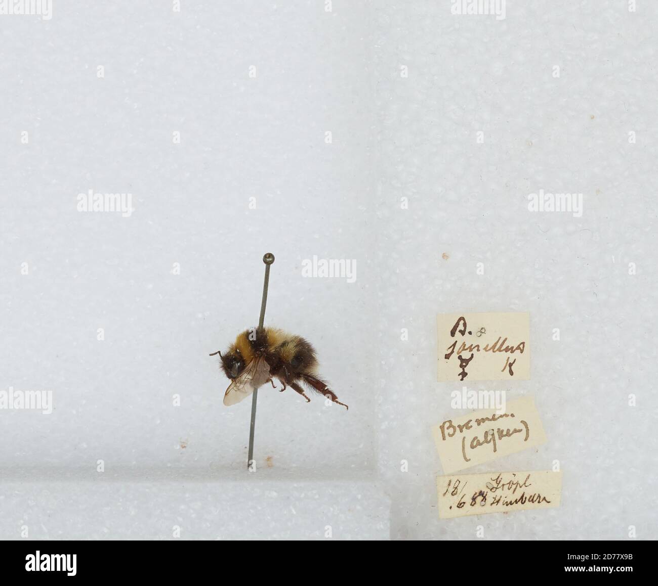 Bremen, Germany, Bombus (Pyrobombus) jonellus (Kirby), Animalia, Arthropoda, Insecta, Hymenoptera, Apidae, Apinae Stock Photo
