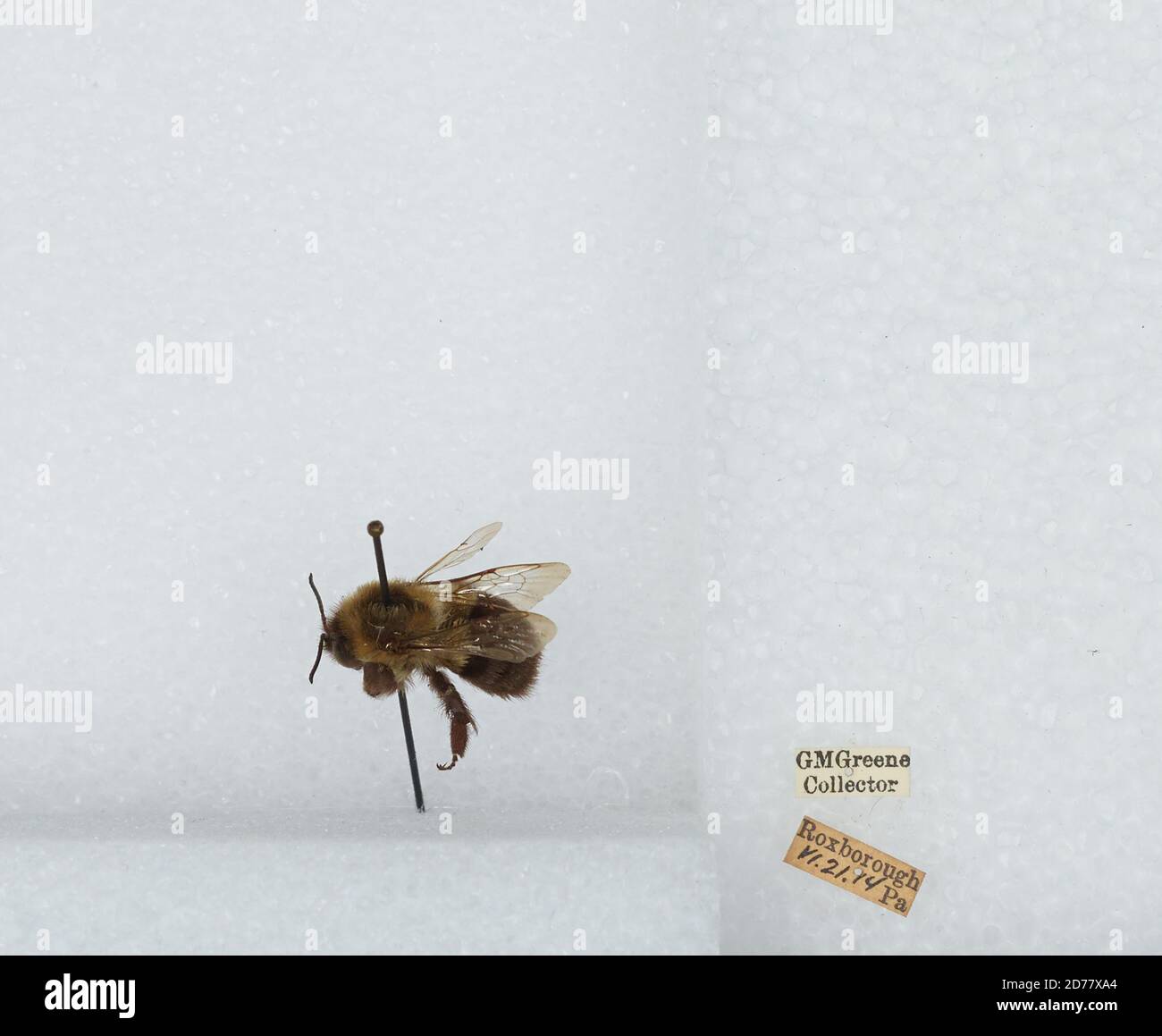 Roxborough, Philadelphia, Pennsylvania, United States, Bombus ...