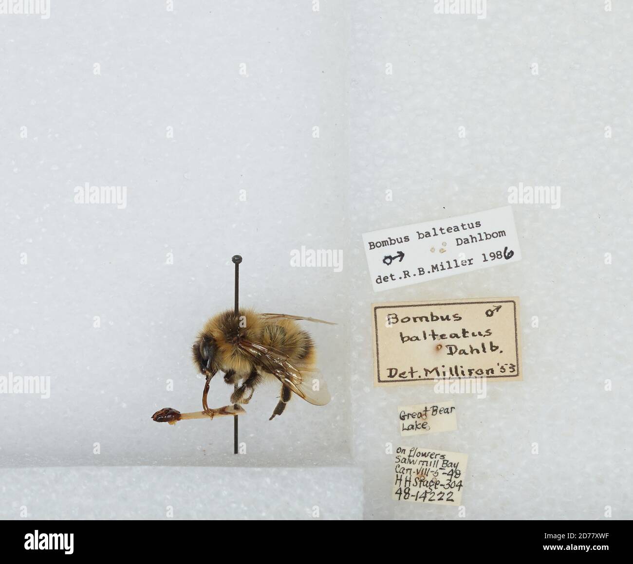 Great Bear Lake, Sawmill Bay, Northwest Territories, Canada, Bombus