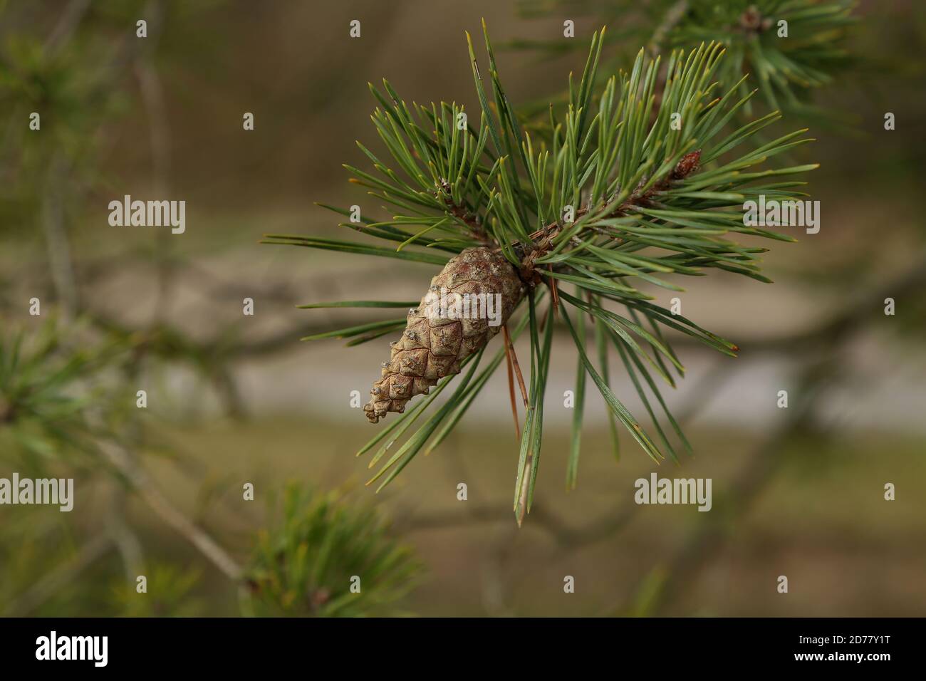 Closeup shot of a branch of a pine tree with needles and a cone Stock ...