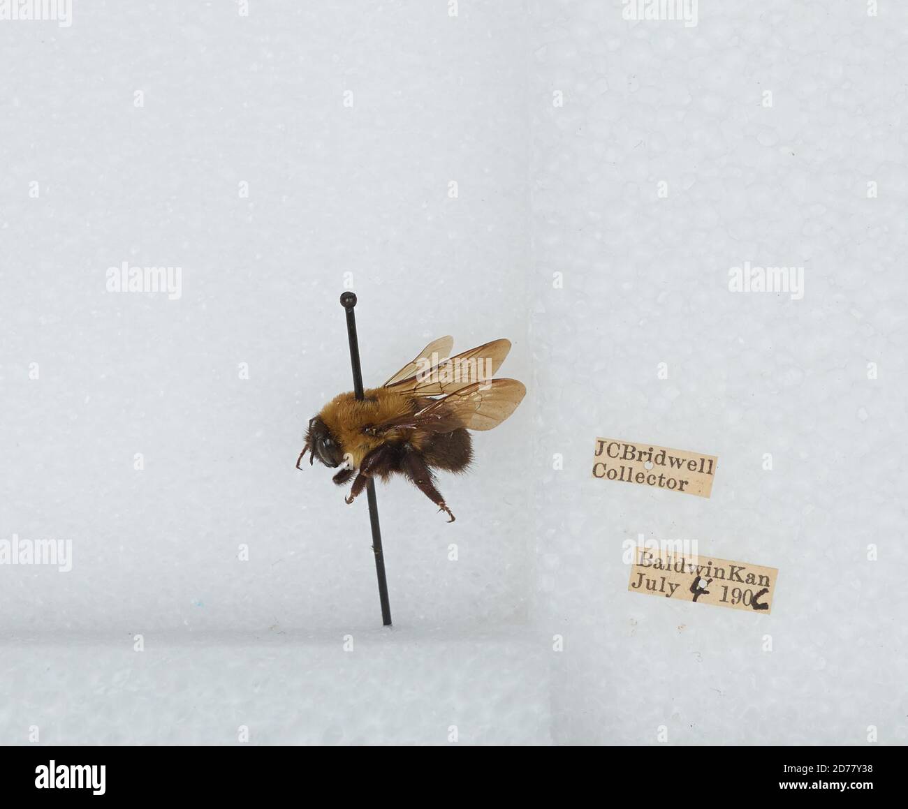 Baldwin, Douglas, Kansas, United States, Bombus (Separatobombus ...
