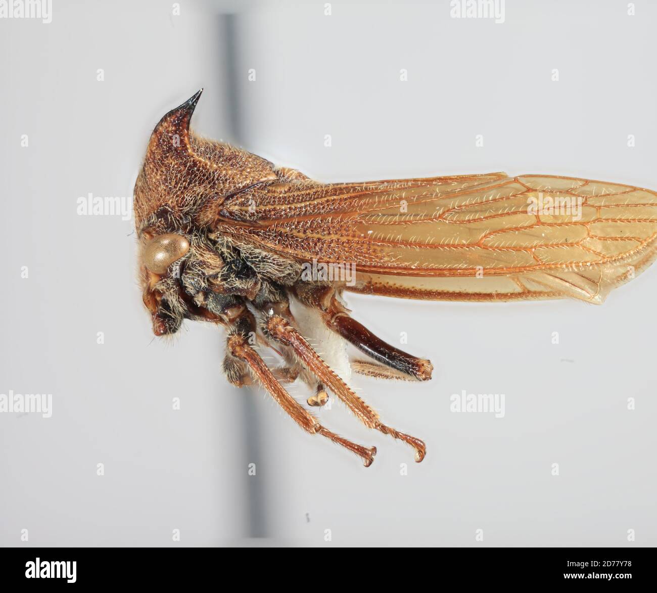 Tolania inca Albertson, 2006, Animalia, Arthropoda, Insecta, Hemiptera ...