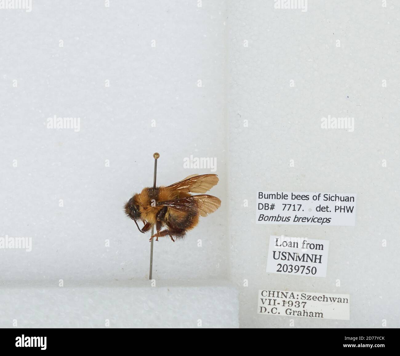 Sichuan, China, Bombus (Alpigenobombus) breviceps Smith, 1852, Animalia ...