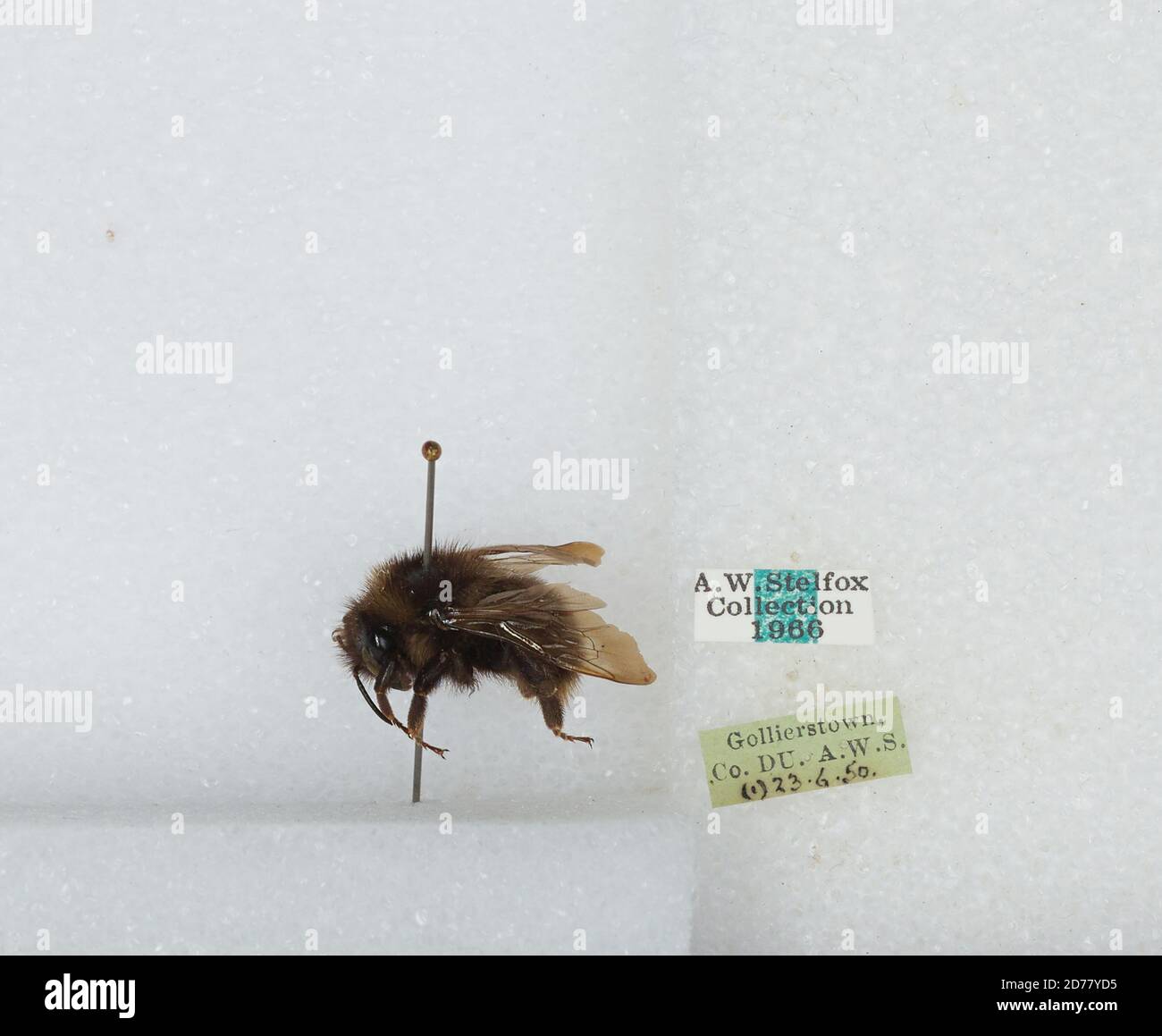 Dublin, Ireland, Bombus (Psithyrus) campestris Panzer, Animalia, Arthropoda, Insecta, Hymenoptera, Apidae, Apinae Stock Photo