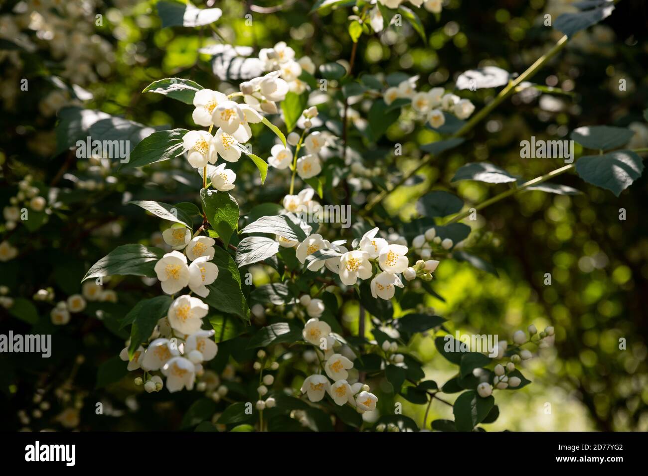 Growing Jasmine Plant High Resolution Stock Photography and Images Alamy