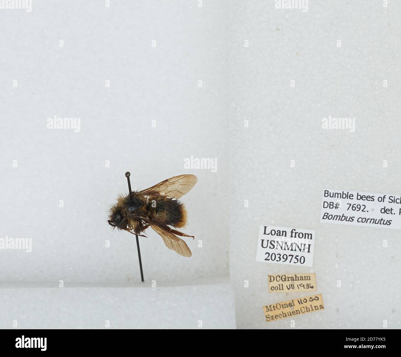 Sichuan, China, Bombus (Psithyrus) cornutus (Frison), Animalia ...