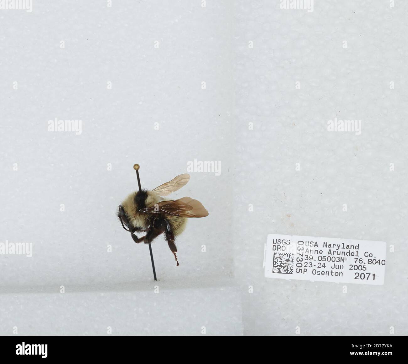 Errandel Insect Anne Arundel, Maryland, United States, Bombus (Fervidobombus) fervidus ...