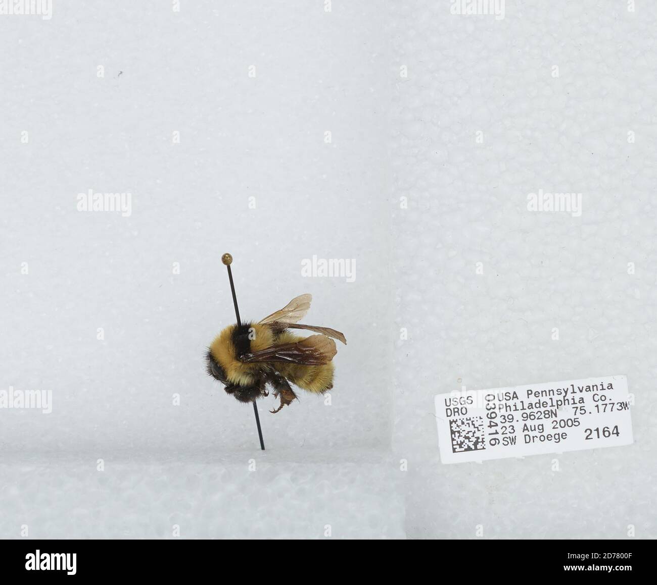 Philadelphia, Pennsylvania, United States, Bombus (Fervidobombus ...
