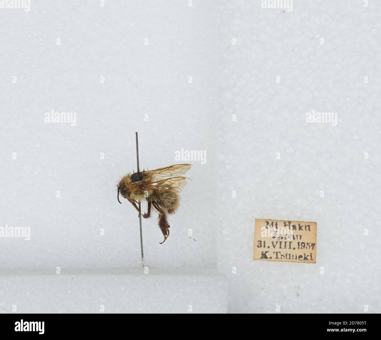 Mt. Haku, Japan, Bombus (Diversobombus) diversus Smith, Animalia ...