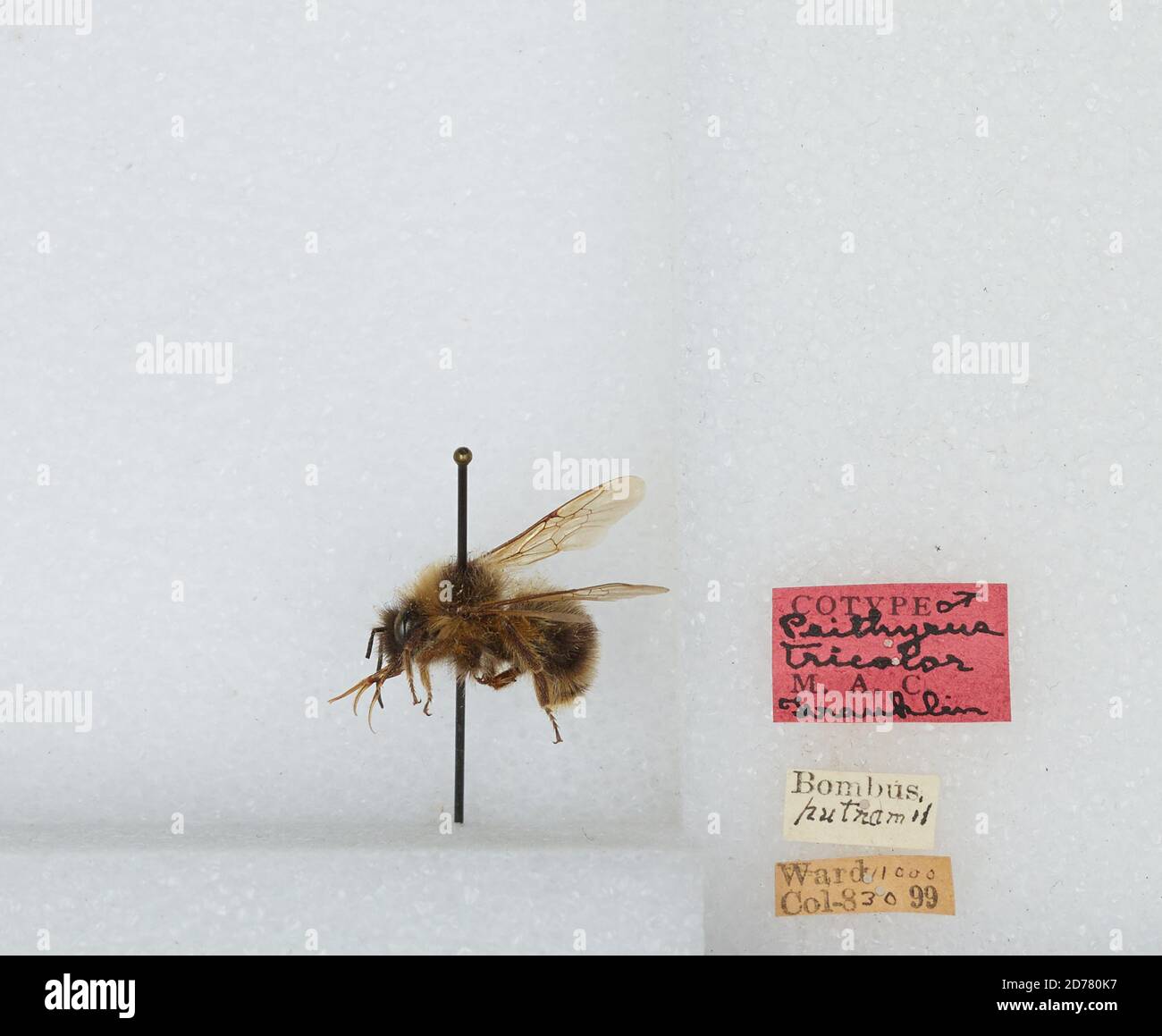 Ward, Boulder, Colorado, United States, Bombus (Psithyrus) fernaldae ...