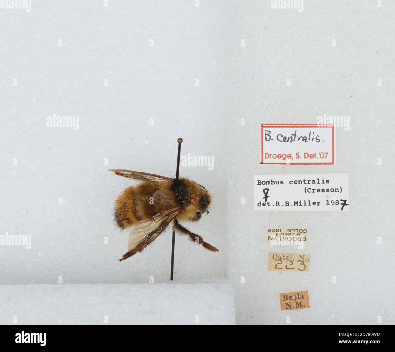 Miguel Insect Beulah, San Miguel, New Mexico, United States, Bombus (Pyrobombus ...