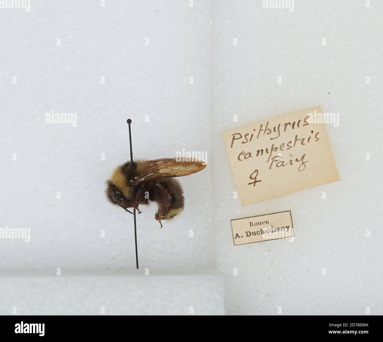 Ronen, Bombus (Psithyrus) campestris Panzer, Animalia, Arthropoda, Insecta, Hymenoptera, Apidae, Apinae Stock Photo