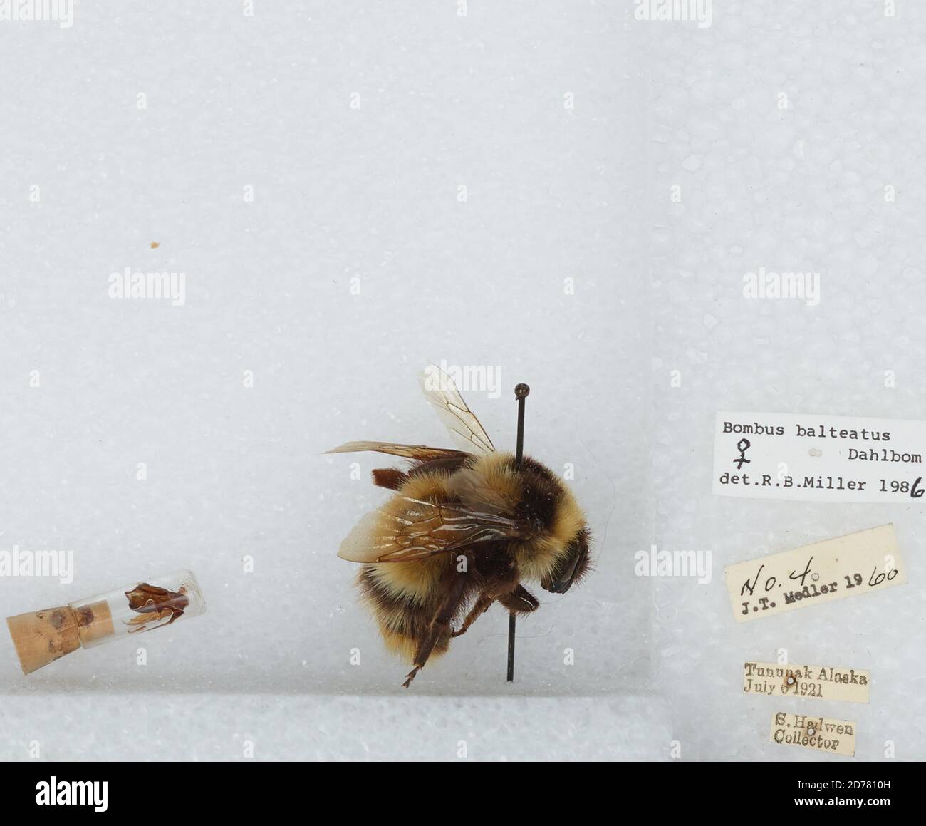 Tununak, Bethel, Alaska, United States, Bombus (Alpinobombus) balteatus